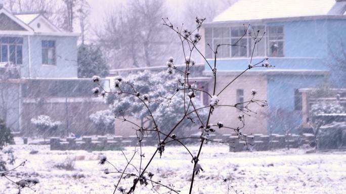 下雪雪景田野树木树林道路树枝雪花飘落