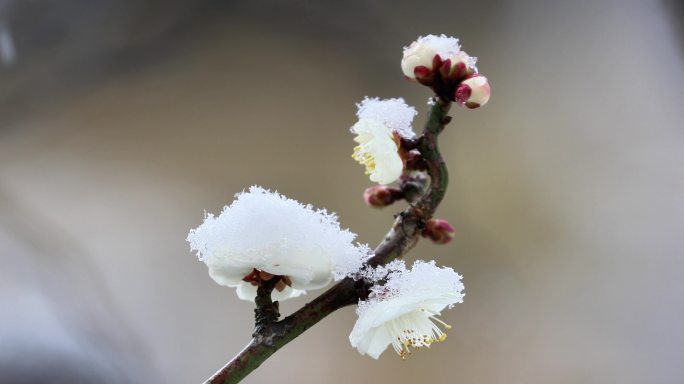 重庆南川：梅雪争春暗香来