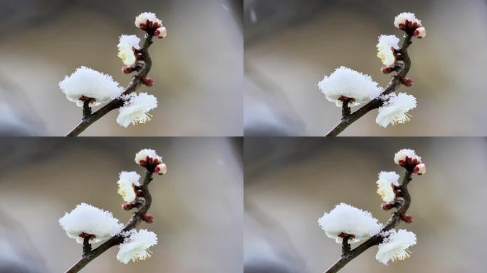 重庆南川：梅雪争春暗香来