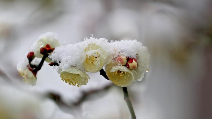 重庆南川：梅雪争春暗香来