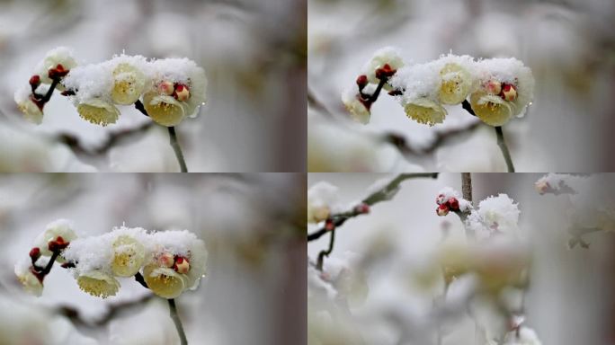 重庆南川：梅雪争春暗香来