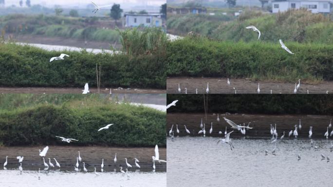 池塘里的大群白鹭、湿地白鹭飞行