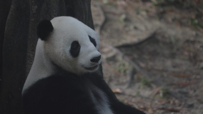 广州 长隆 熊猫进食 国宝 动物园