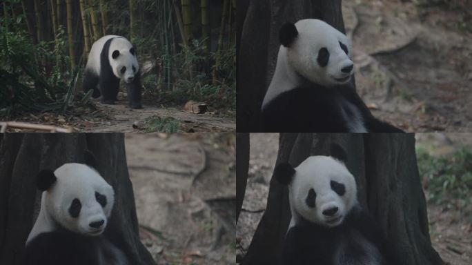 广州 长隆 熊猫进食 国宝 动物园