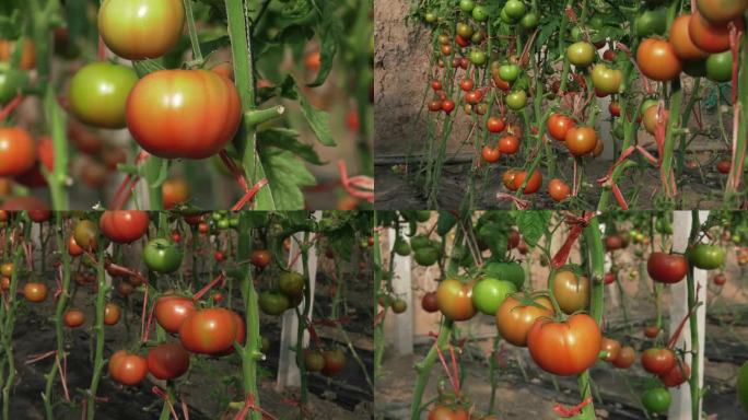 番茄 西红柿 果实 变色期 大棚