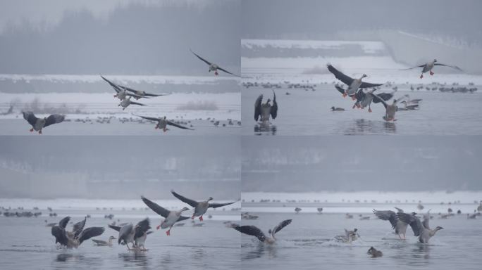 冬季冰河上野生的大雁和野鸭在嬉戏飞翔觅食