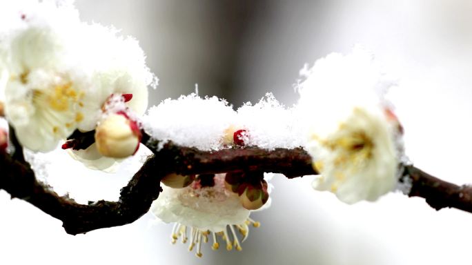 重庆南川：梅雪争春暗香来