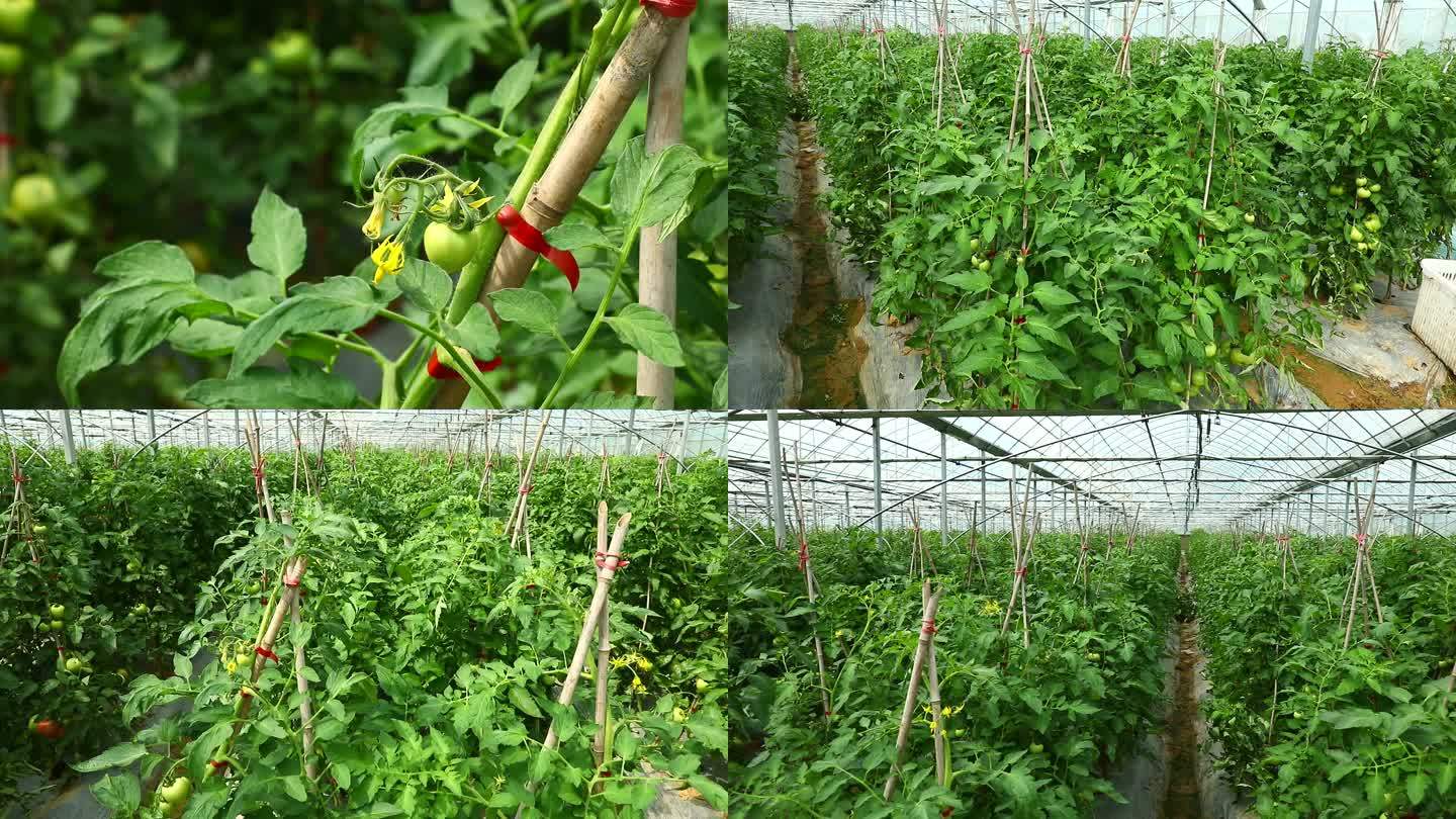 番茄 西红柿 花果期 大棚 开花 结果