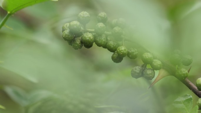 青花椒红花椒种植基地