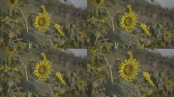100帧升格向日葵
