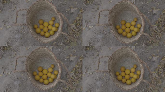 在伊朗的果园里收获的橙子，有机健康美妙新鲜的味道多汁的传统手工木篮子，由塔巴斯沙漠小镇内班德的当地人
