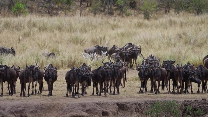 斑马和角马正聚集在一起渡过马拉河进行大迁徙