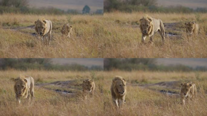 一对正在交配的狮子，一只狮子和一只母狮子在马赛马拉的草原上交配