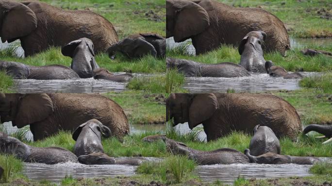 在马赛马拉，小象或小象在泥泞的水中嬉戏