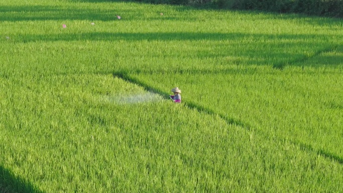 航拍农民在田间喷药