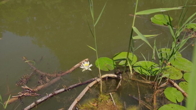 池塘水面上睡莲和豆娘的美丽的白色花朵
