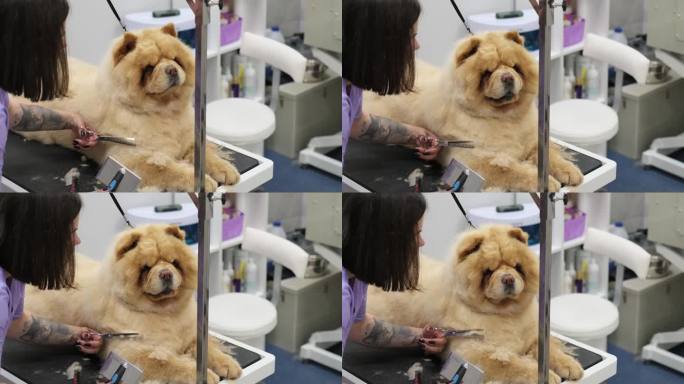 宠物护理的艺术:一位专业的美容师用专门的剪刀给一只大红狗修剪造型，把它那桀骜不驯的皮毛变成了杰作