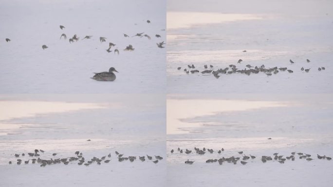 冬季河面上成群结队野生麻雀在嬉戏飞翔觅食