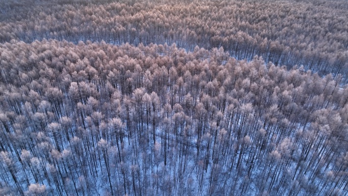 航拍林海雪原雾凇暖阳