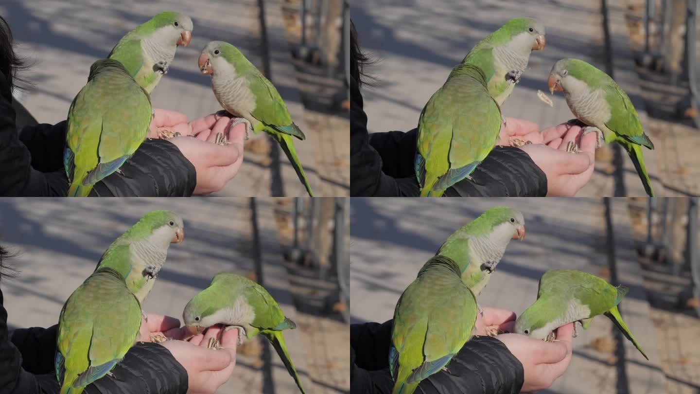 关闭了。一名妇女正在喂一只僧侣长尾小鹦鹉。在市中心的一个花园里，绿色的外来鸟类坐在她的手上，吃着葵花
