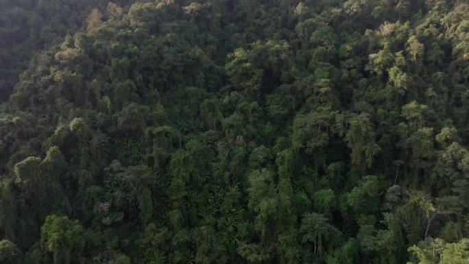鸟瞰混交林，苍翠的落叶乔木带着薄雾云。雨林丰富的自然生态系统概念是关于保护和自然再造林