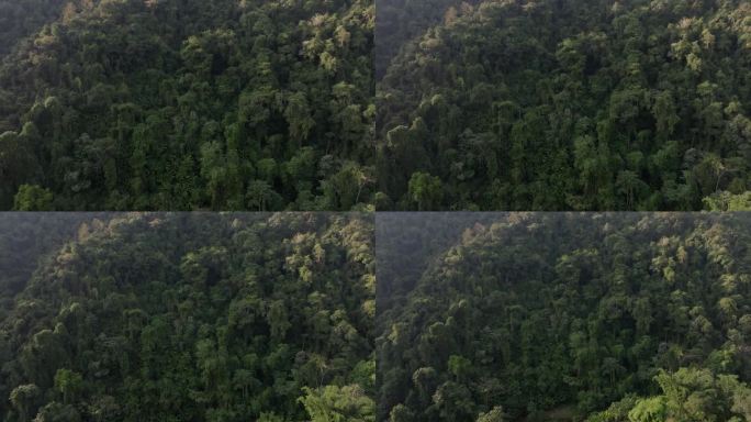 鸟瞰混交林，苍翠的落叶乔木带着薄雾云。雨林丰富的自然生态系统概念是关于保护和自然再造林