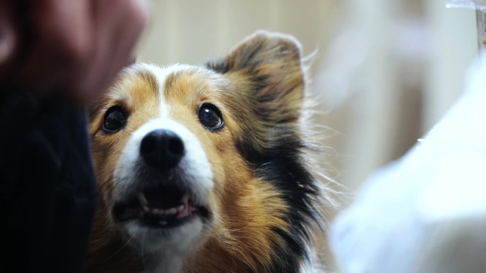 狗吃食物 升格 慢动作 喜乐蒂 牧羊犬