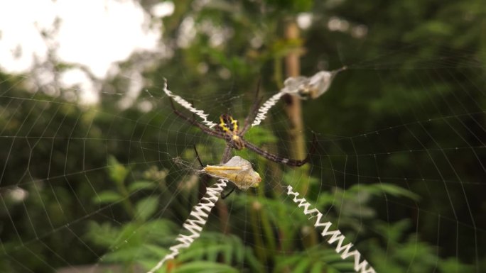 蜘蛛在网络与散焦背景。
