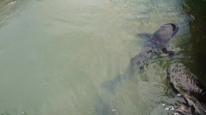 鲨鱼在水箱里游泳水族馆鲨鱼养殖鲨鱼