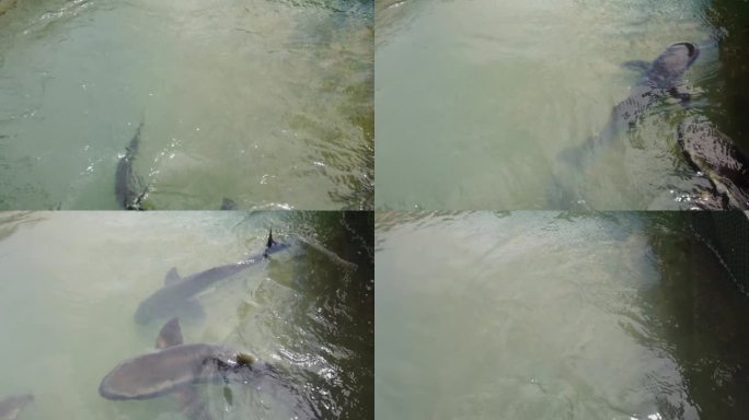 鲨鱼在水箱里游泳水族馆鲨鱼养殖鲨鱼