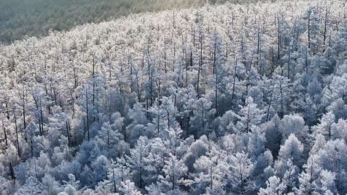 大兴安岭冬季森林雪景雾凇自然航拍