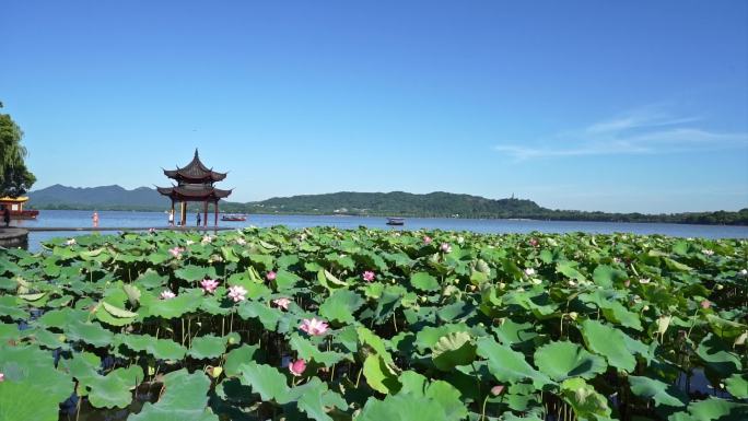 夏天的杭州西湖