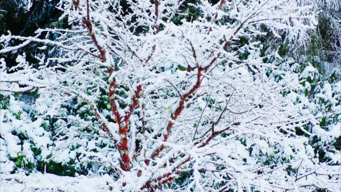 灰槭，雪中的枫皮