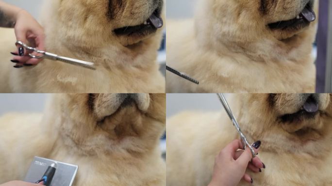 捕捉宠物美容师和松狮犬之间充满爱意的互动，细致的梳理满足了动物的舒适。