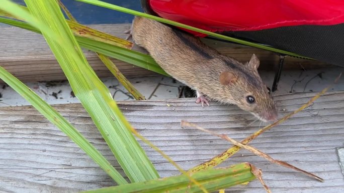 在河边的田野里钓鱼时，一只小老鼠从一个塑料容器里偷鱼饵，玉米粥，悄悄地偷，吃，啃，啮，跑，芦苇