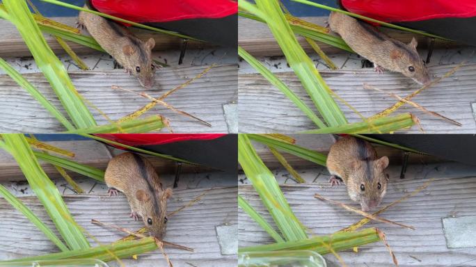 在河边的田野里钓鱼时，一只小老鼠从一个塑料容器里偷鱼饵，玉米粥，悄悄地偷，吃，啃，啮，跑，芦苇