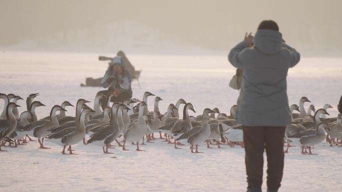 摄影师拍摄冬季河面上大雁和野鸭在嬉戏觅食