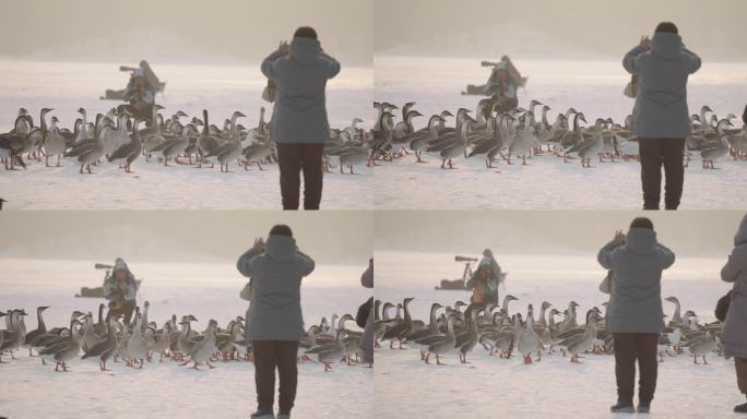 摄影师拍摄冬季河面上大雁和野鸭在嬉戏觅食
