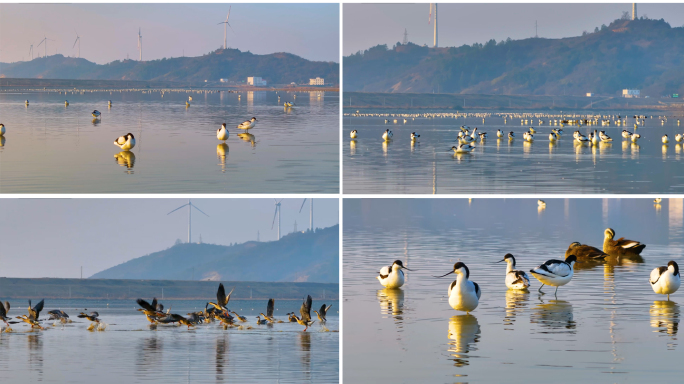 宣传片专用唯美的湿地候鸟低视角航拍