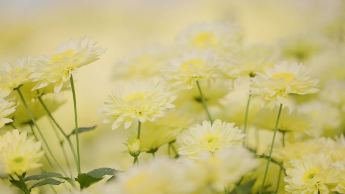 温室大棚-各色各类菊花单品种特写合集-3