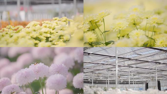 温室大棚-各色各类菊花单品种特写合集-3