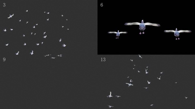 16组海鸥素材 飞鸟 白鸽 鸟类