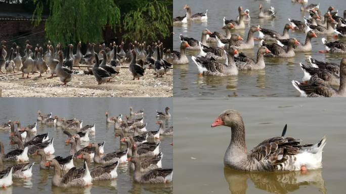 养殖鸭子