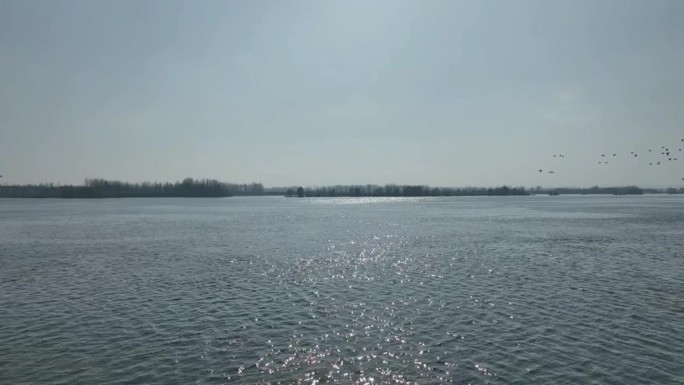 航拍襄阳汉江湿地野鸭候鸟群河流自然风光