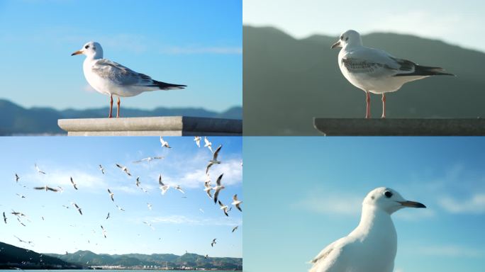 海鸥  红嘴鸥  昆明  滇池