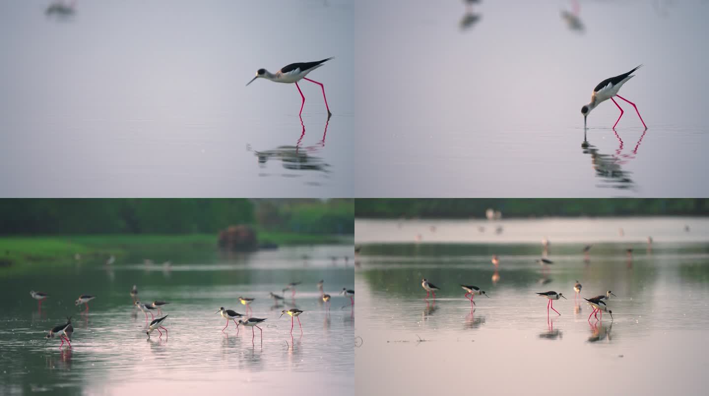 黒翅长脚鹬湿地觅食-慢镜头