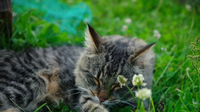 有趣的小猫在绿草地上散步。漂亮的虎斑猫，绿黄色的眼睛，坐在外面的草地上。小灰猫在院子里散步。