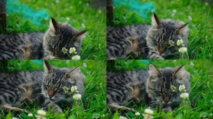 有趣的小猫在绿草地上散步。漂亮的虎斑猫，绿黄色的眼睛，坐在外面的草地上。小灰猫在院子里散步。