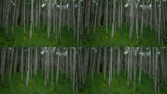 空中电影无人机滑块慢慢郁郁葱葱的绿色完美密集的白杨森林Kebler山口冠状丘特柳赖德韦尔布雷肯里奇惊