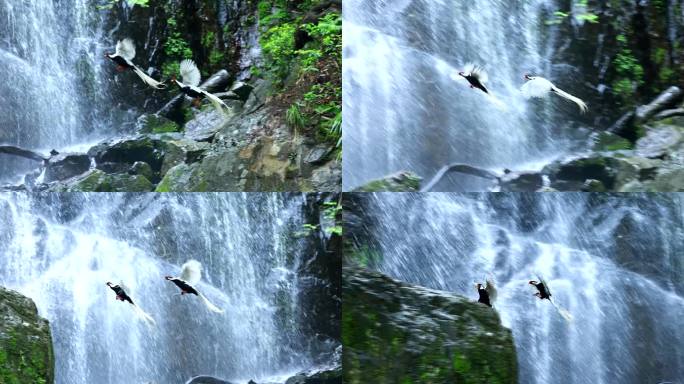 两只雄鸟白鹇振翅飞翔腾云驾雾般穿越瀑布